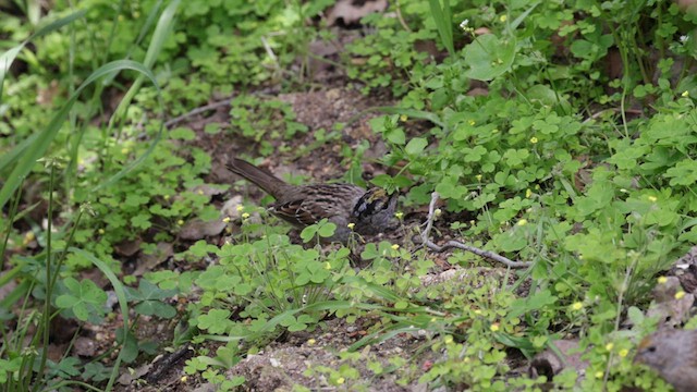 Golden-crowned Sparrow - ML632593137
