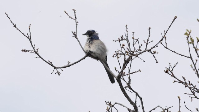 California Scrub-Jay - ML632593167
