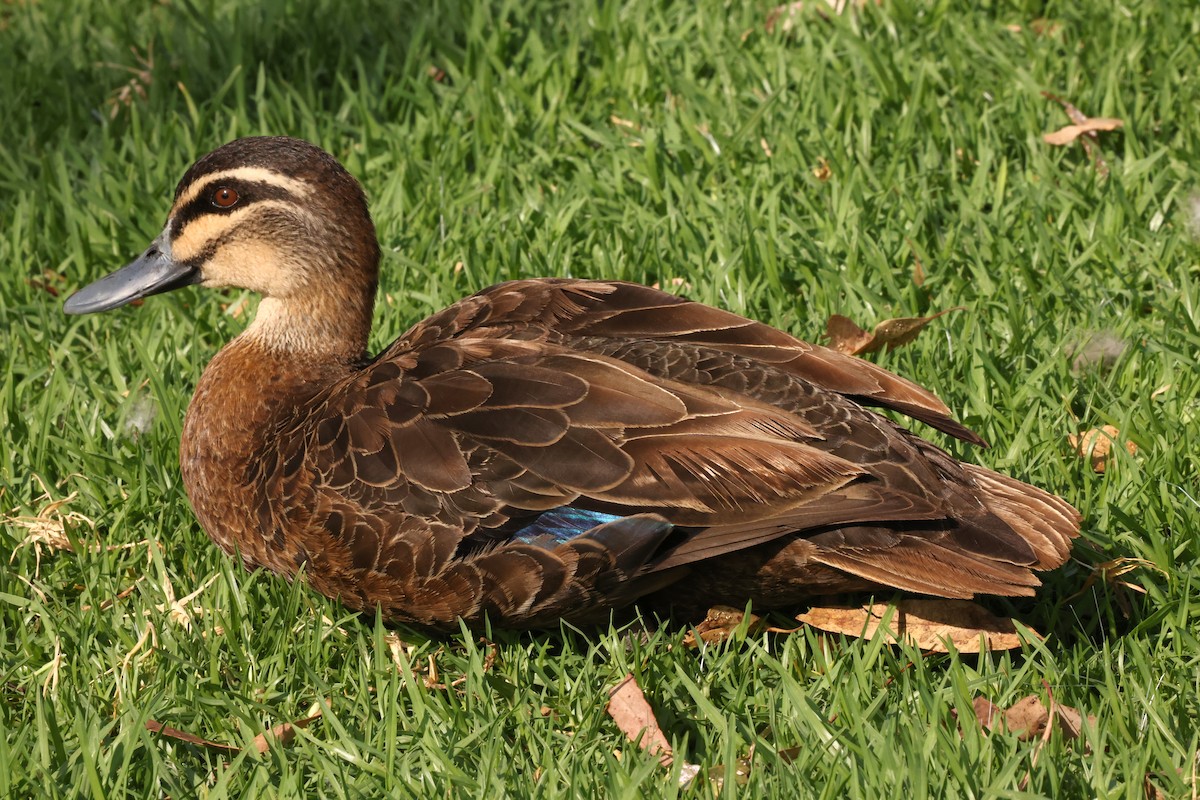Canard à sourcils - ML632593175