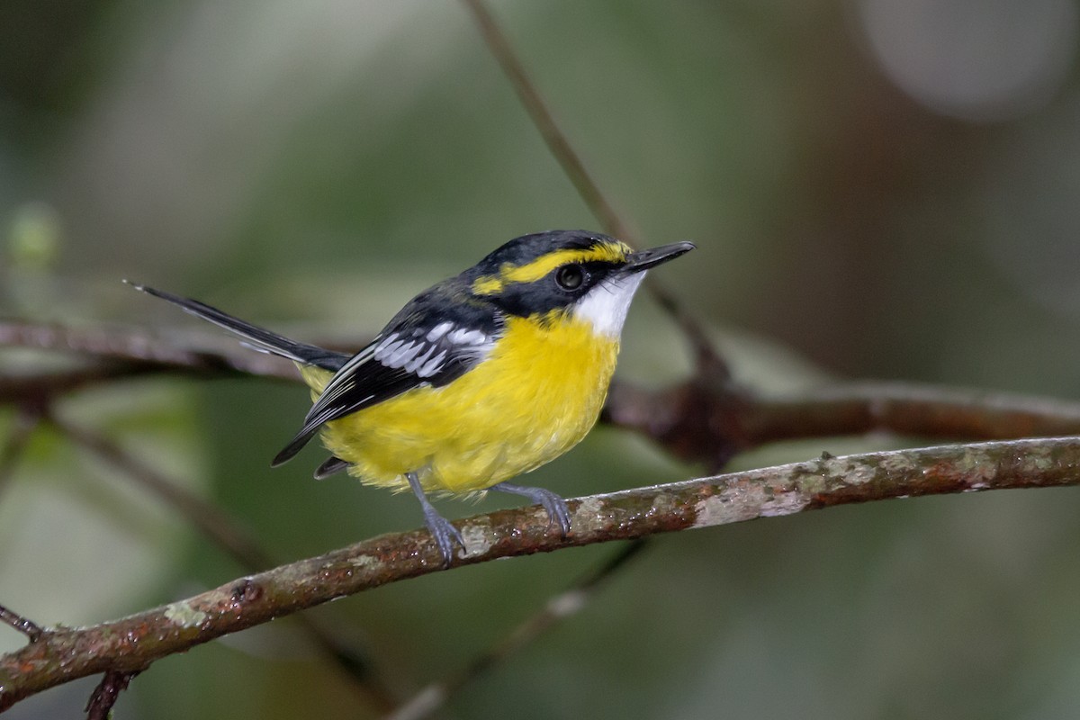 Yellow-breasted Boatbill - ML632593179