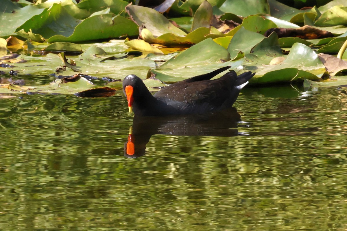 Gallinule sombre - ML632593186