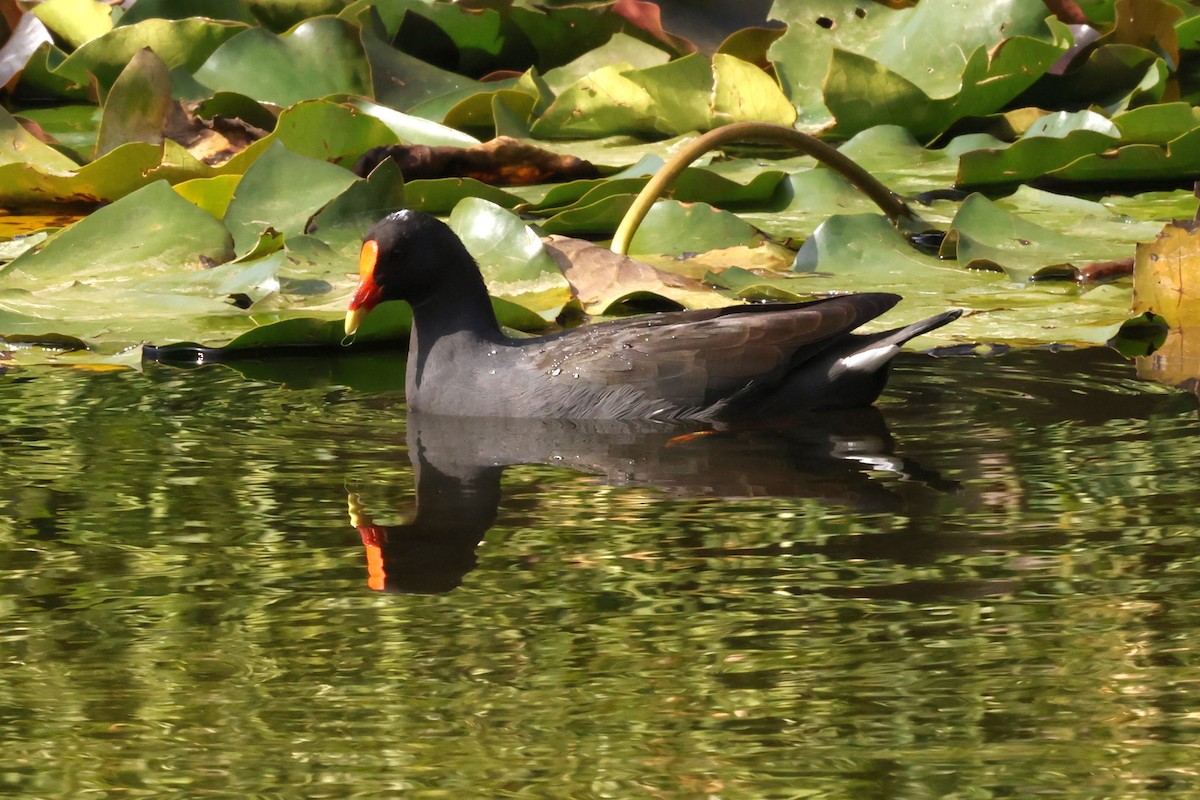 Gallinule sombre - ML632593187