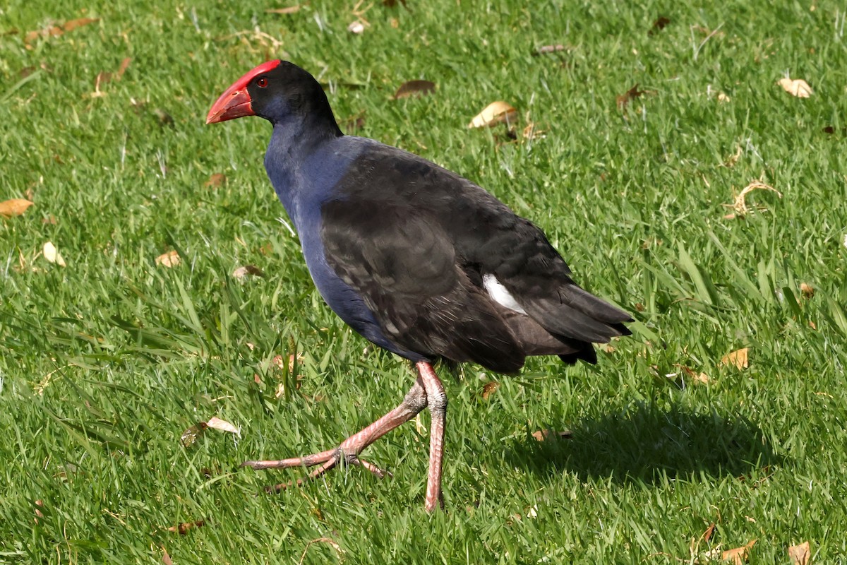 Talève australe - ML632593188