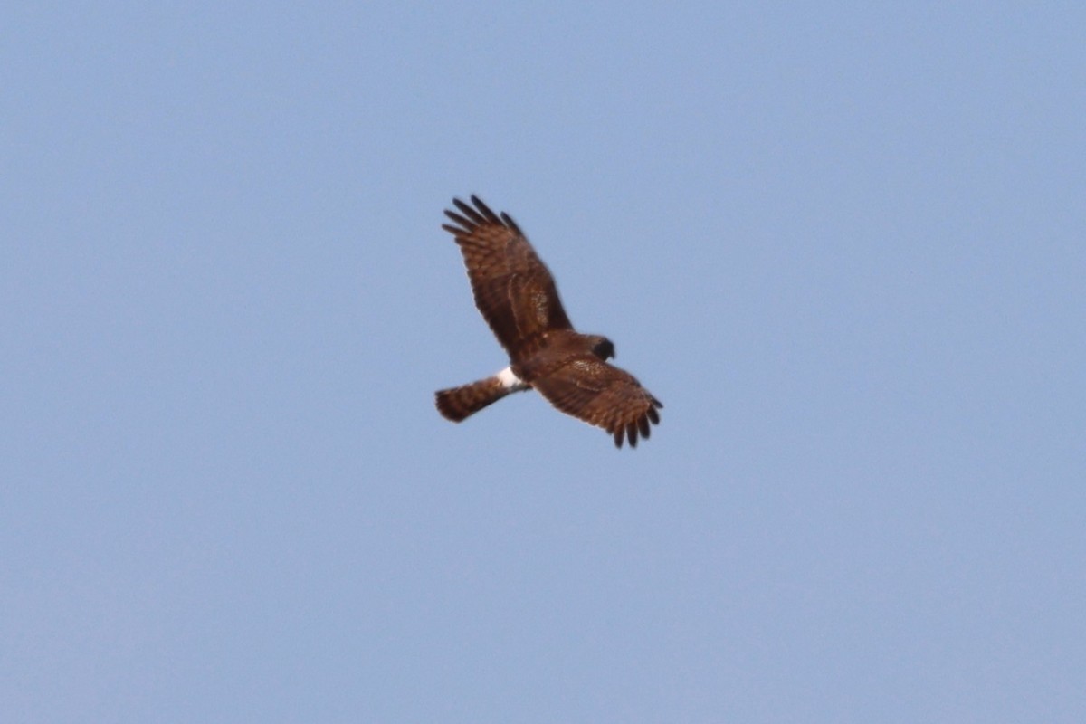 Northern Harrier - ML632593359