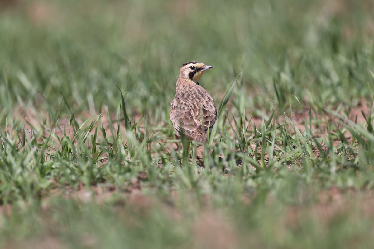 Horned Lark - ML632593511