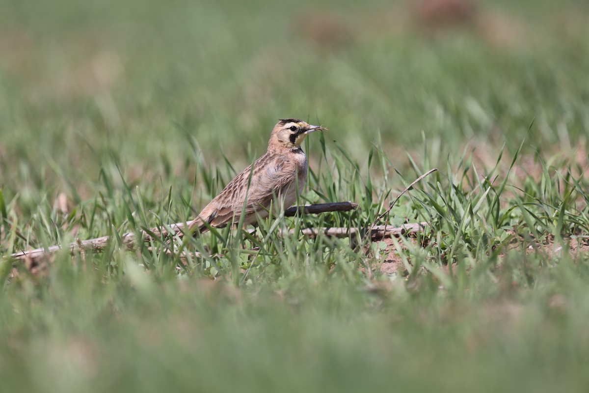 Horned Lark - ML632593512