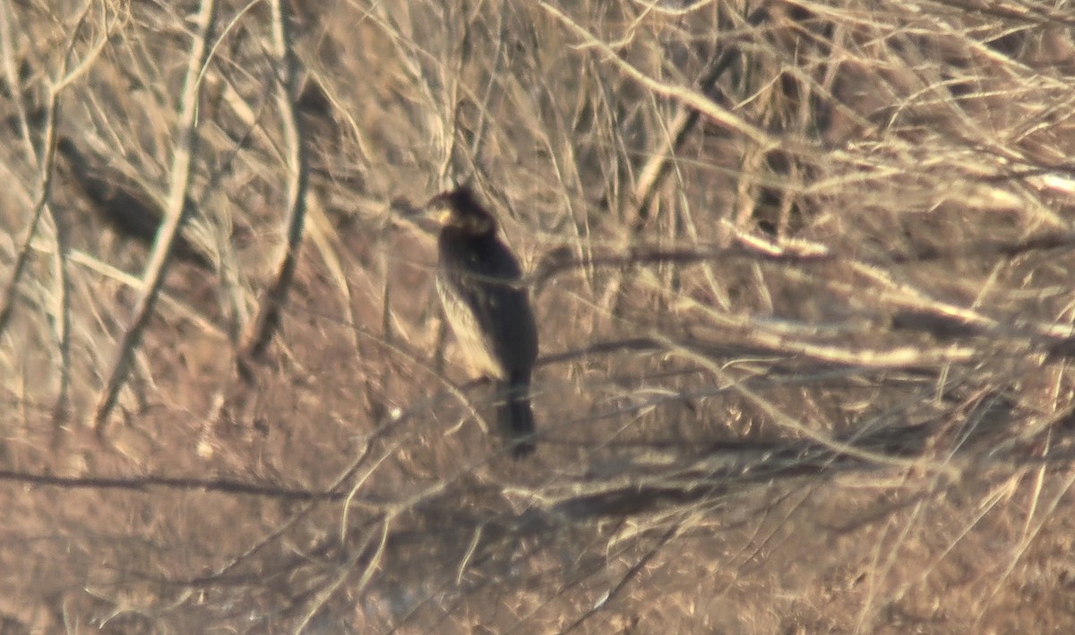 Neotropic Cormorant - ML632593603