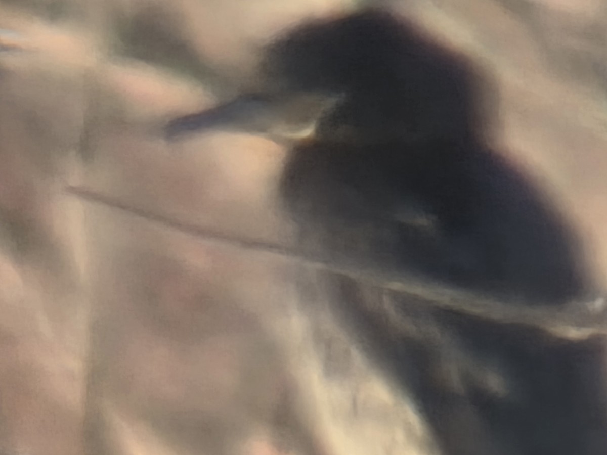Neotropic Cormorant - ML632593604