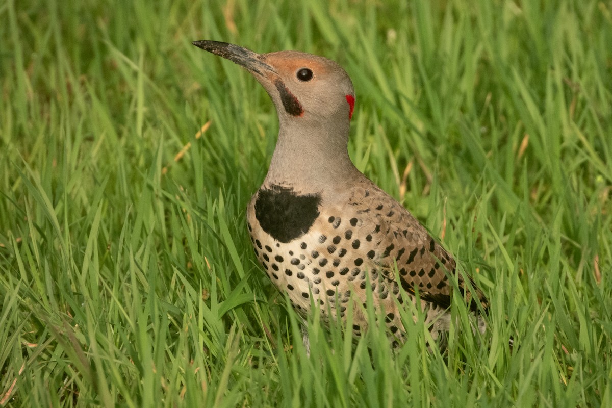 Northern Flicker (Yellow-shafted x Red-shafted) - Kellen Apuna