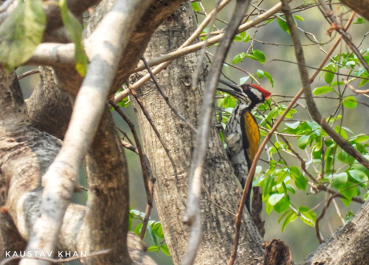 White-naped Woodpecker - ML632593864