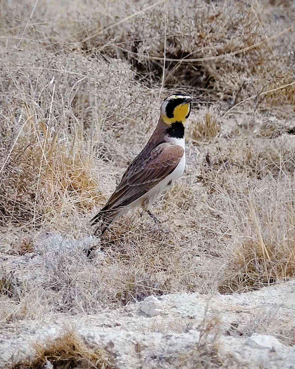 Horned Lark - ML632594162