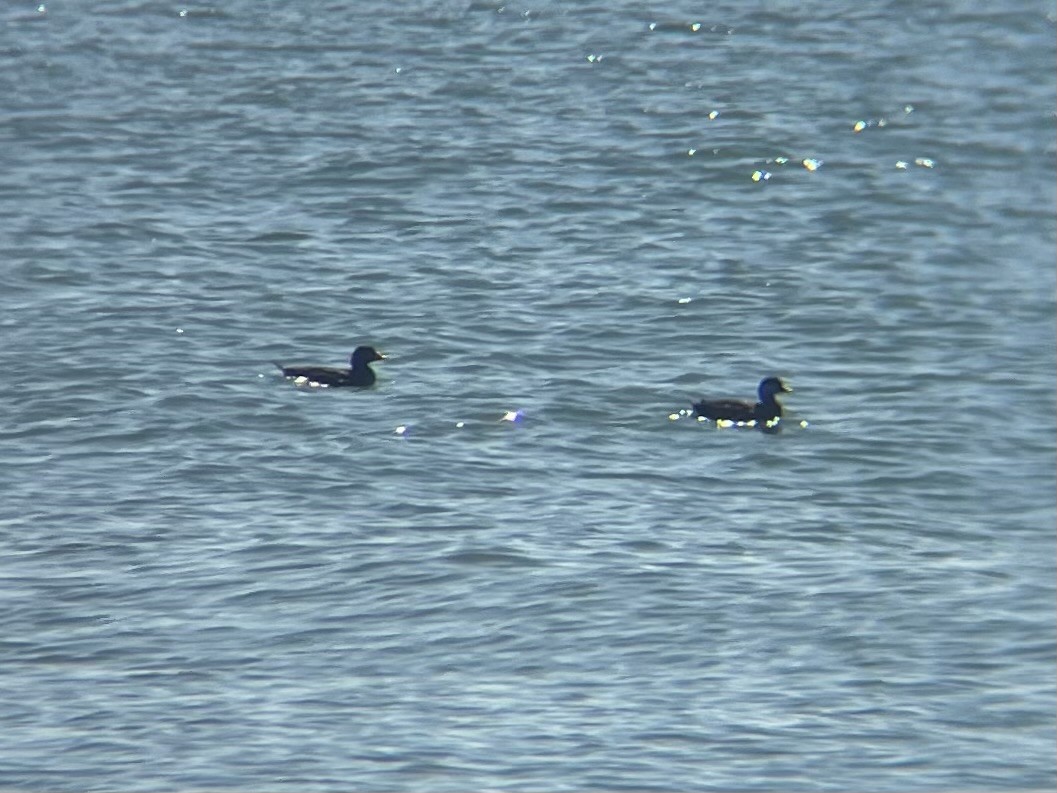 Black Scoter - ML632594241