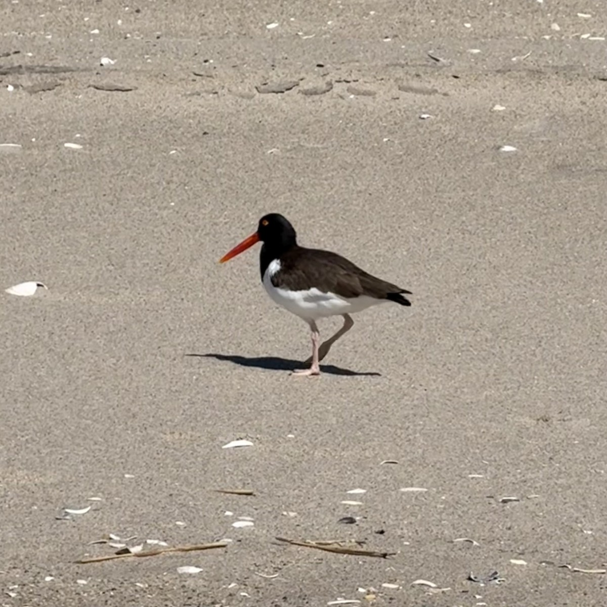 American Oystercatcher - ML632594244