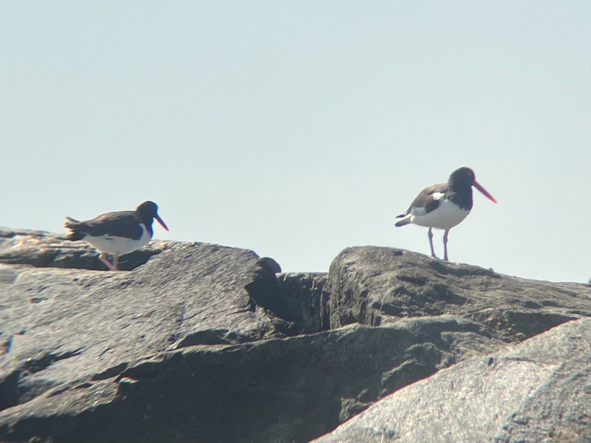 American Oystercatcher - ML632594245