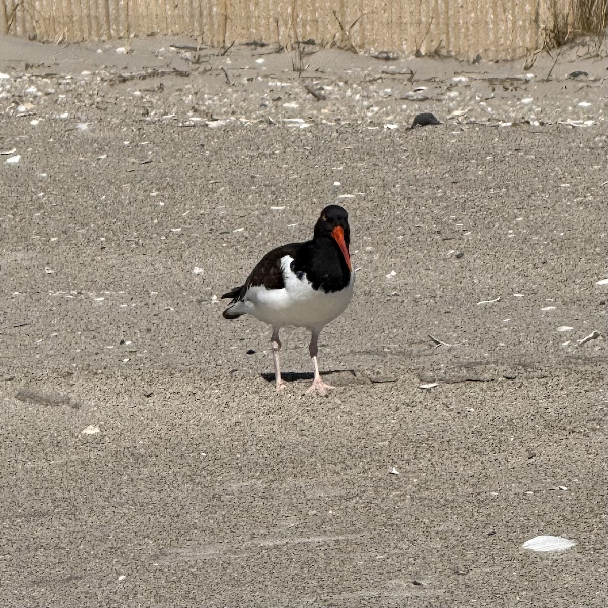 American Oystercatcher - ML632594246
