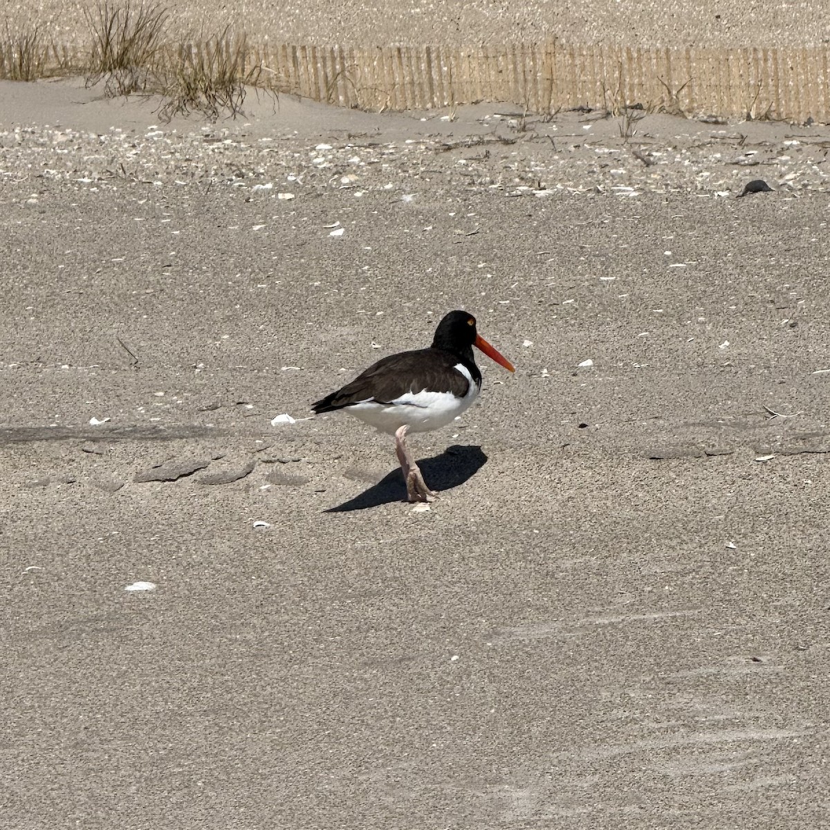 American Oystercatcher - ML632594247