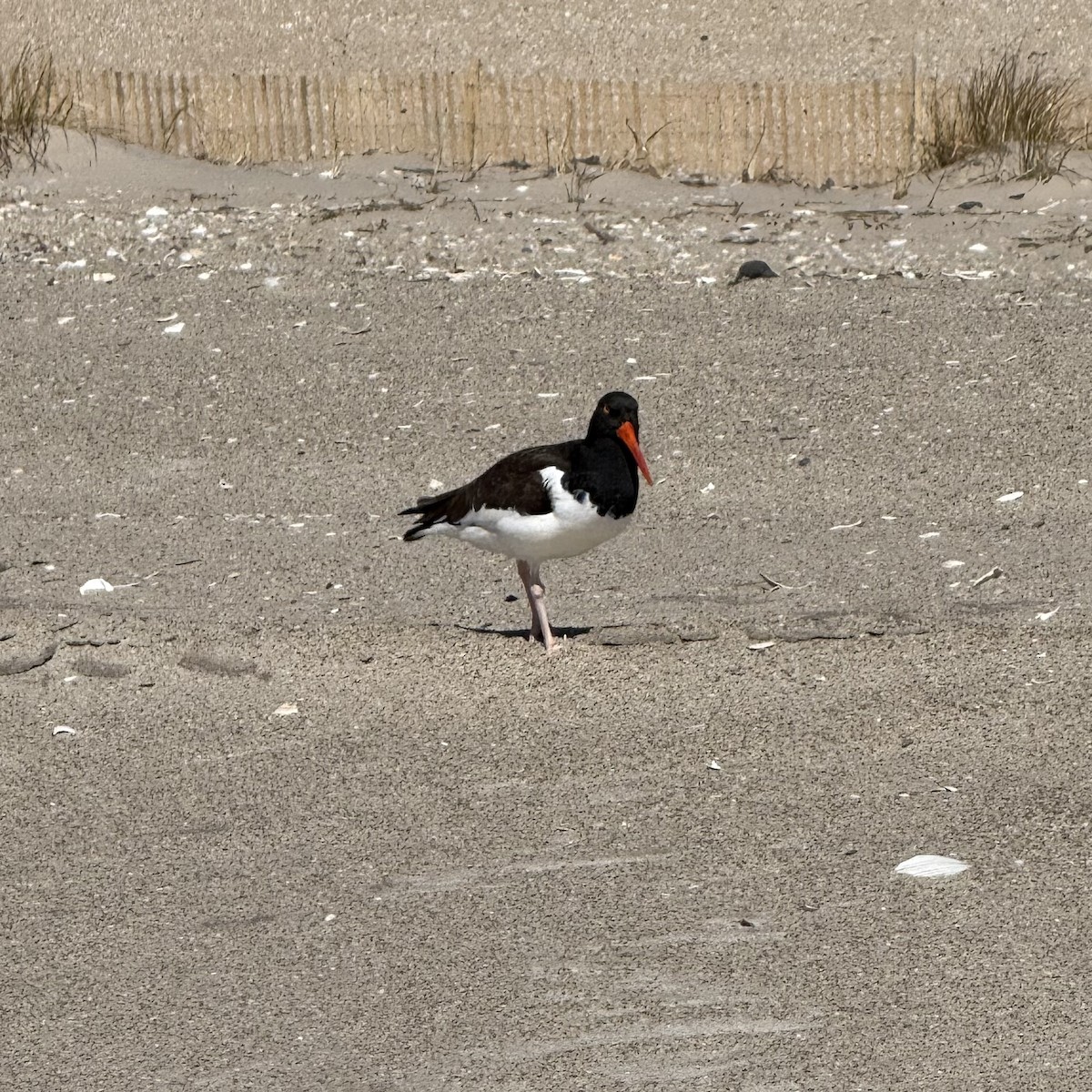 American Oystercatcher - ML632594248
