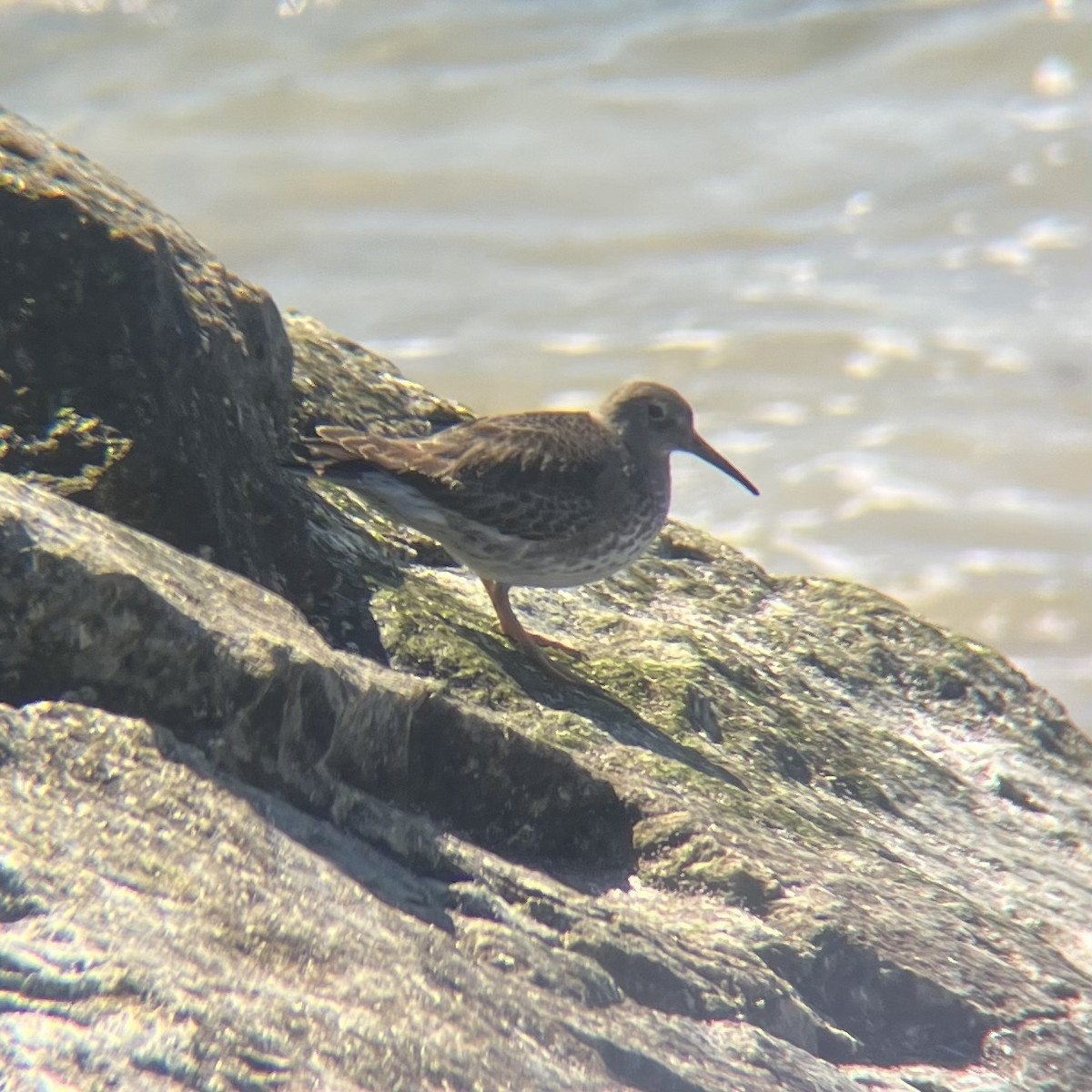 Purple Sandpiper - ML632594251