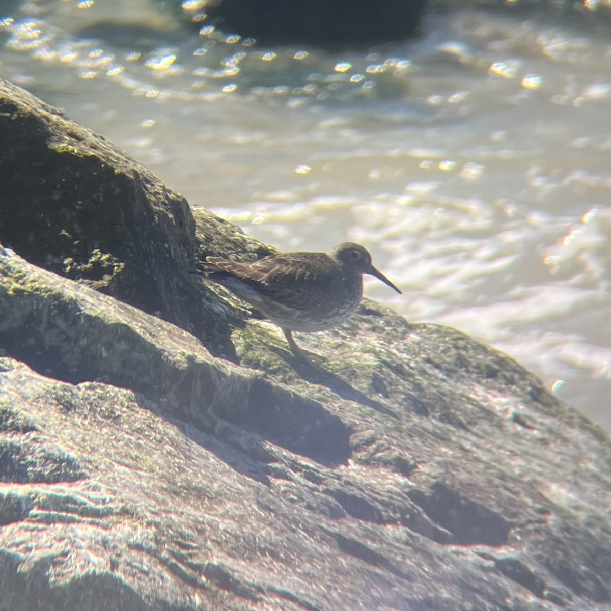 Purple Sandpiper - ML632594252