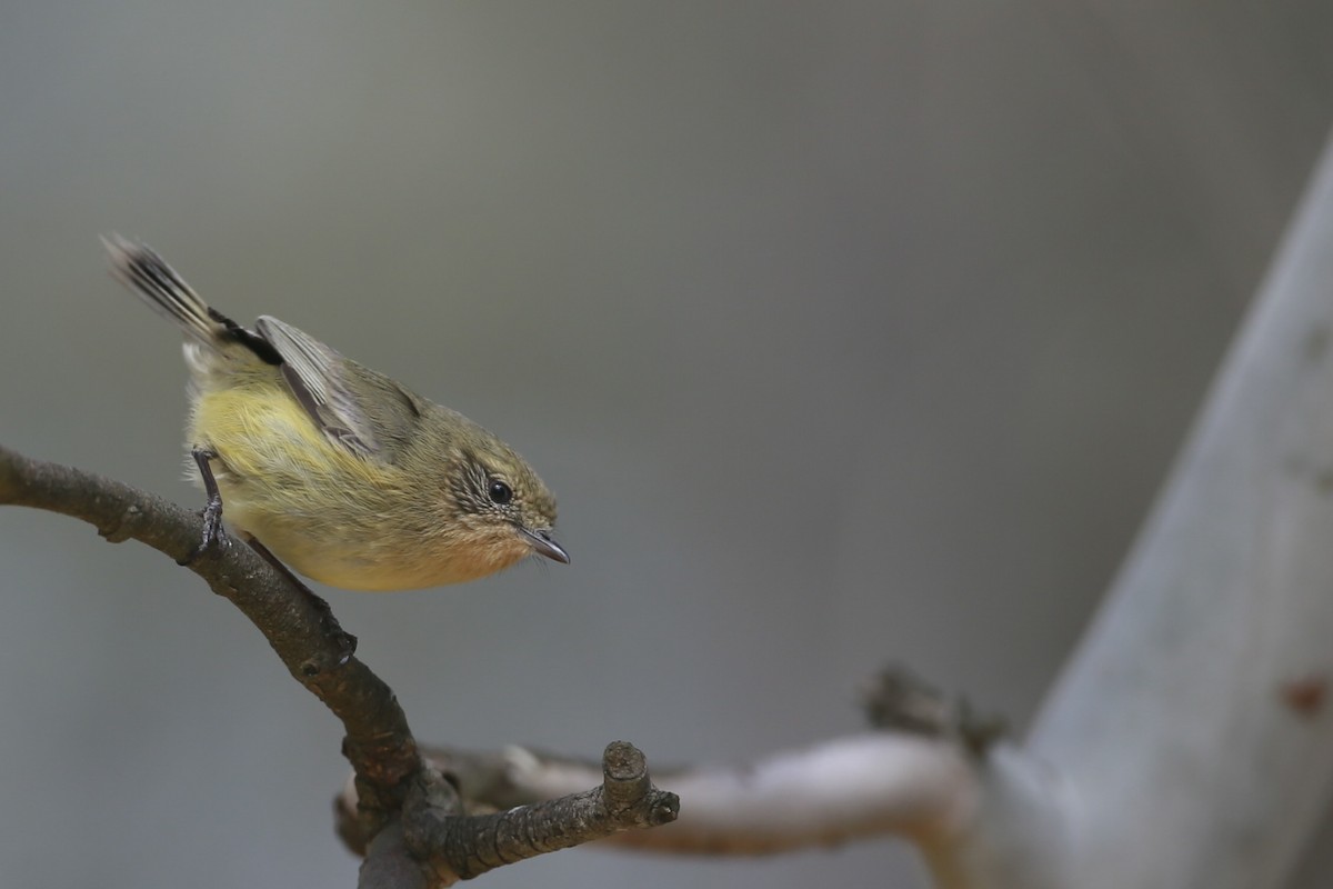 Yellow Thornbill - ML632594319
