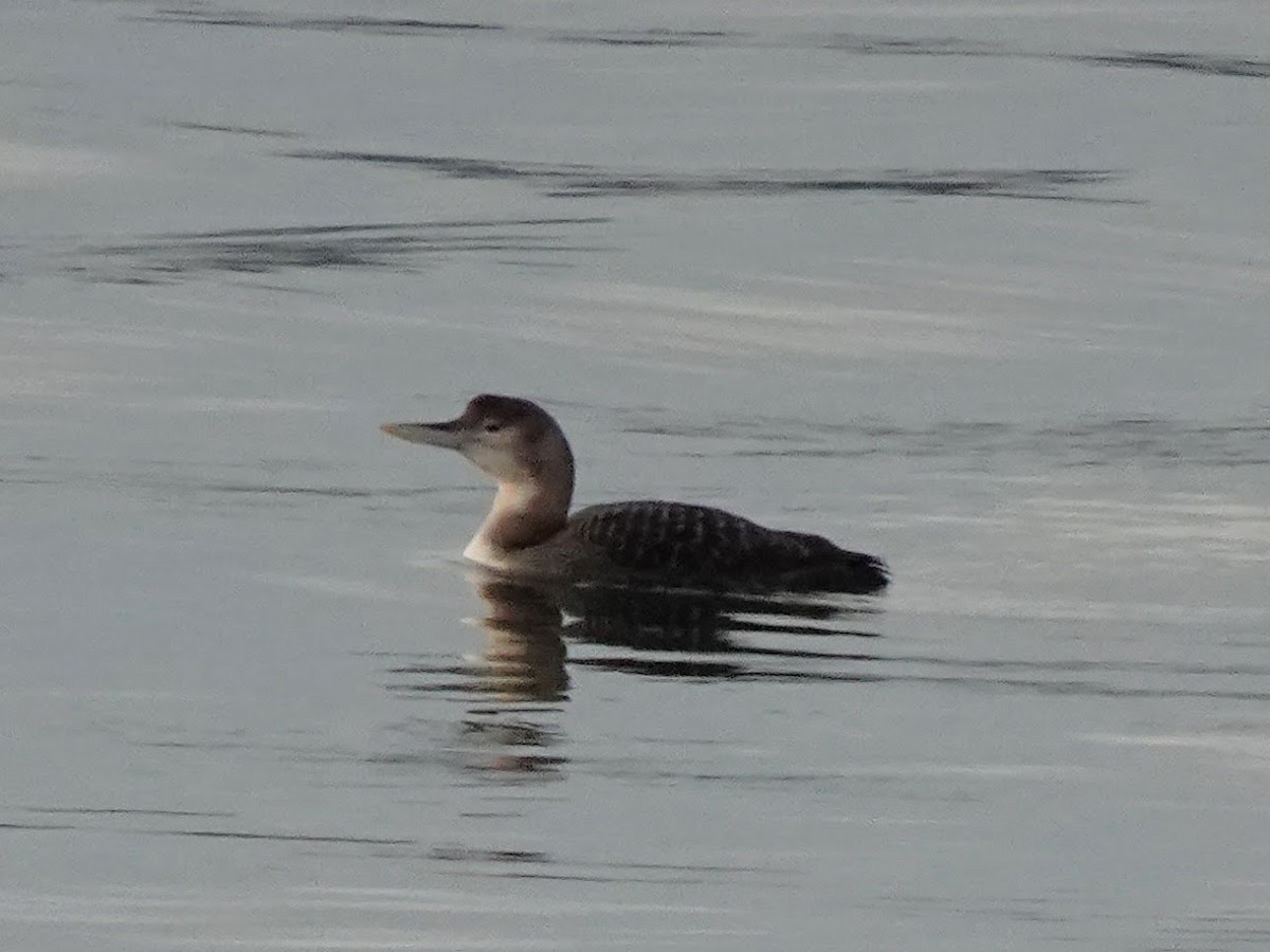 Yellow-billed Loon - ML632594639