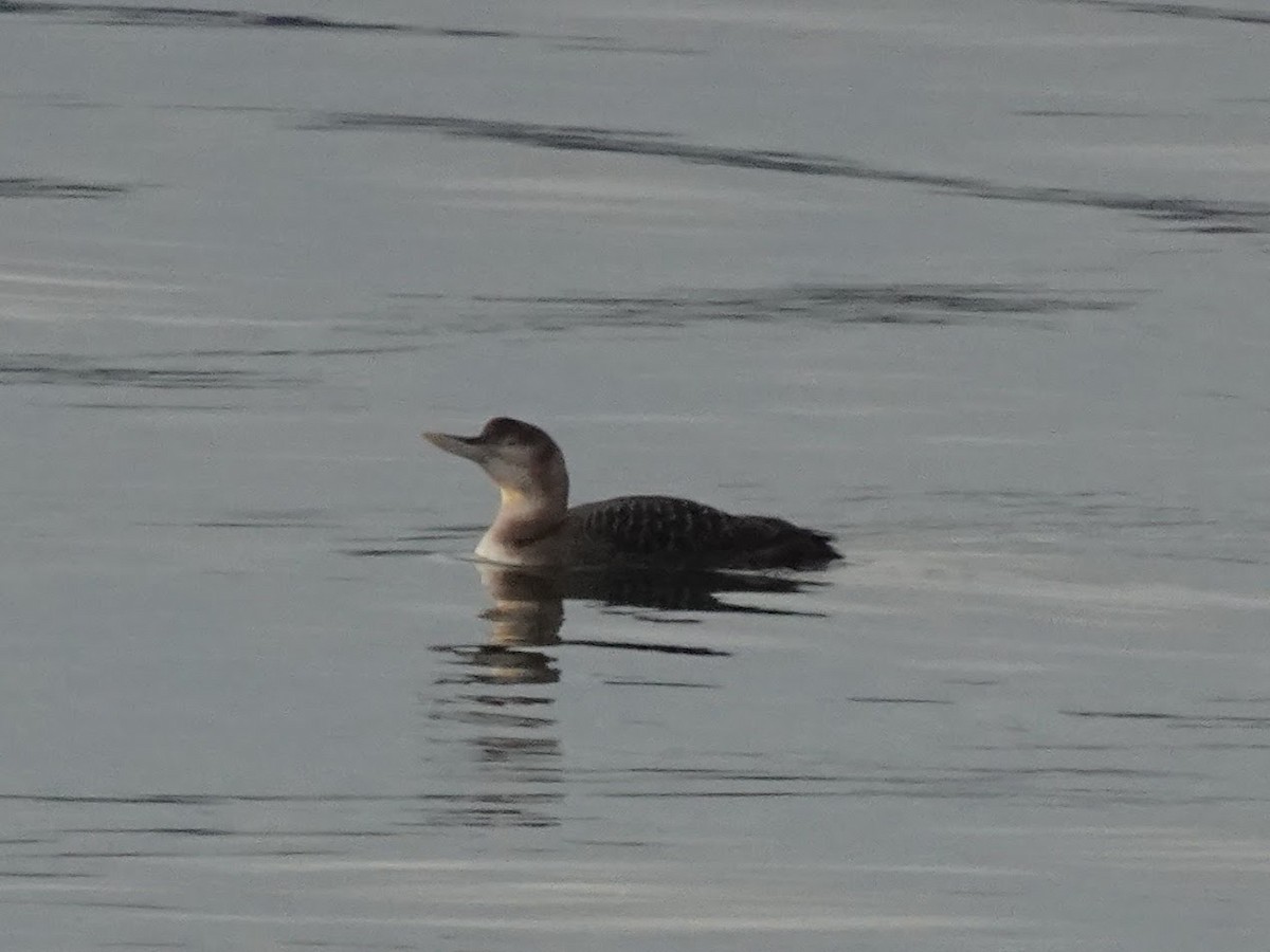 Yellow-billed Loon - ML632594640