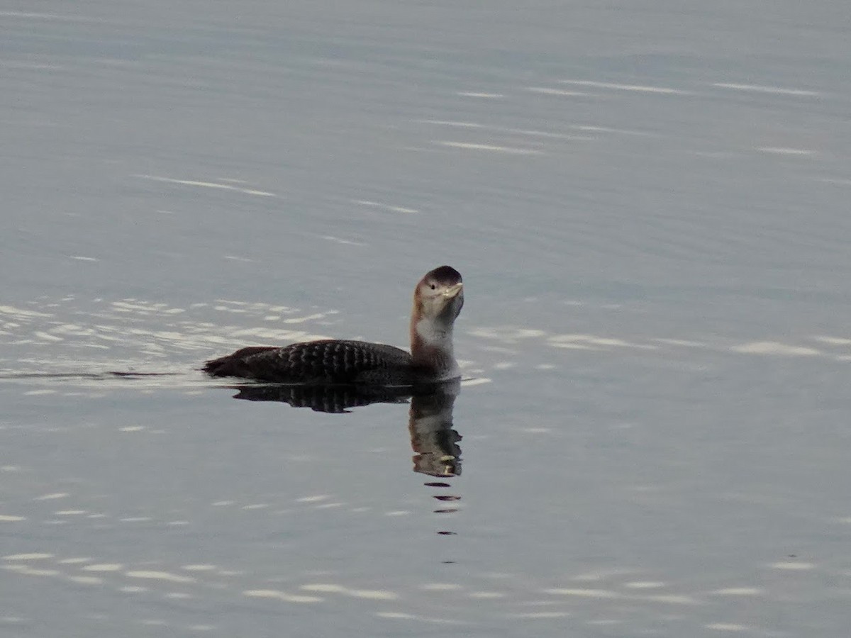 Yellow-billed Loon - ML632594641