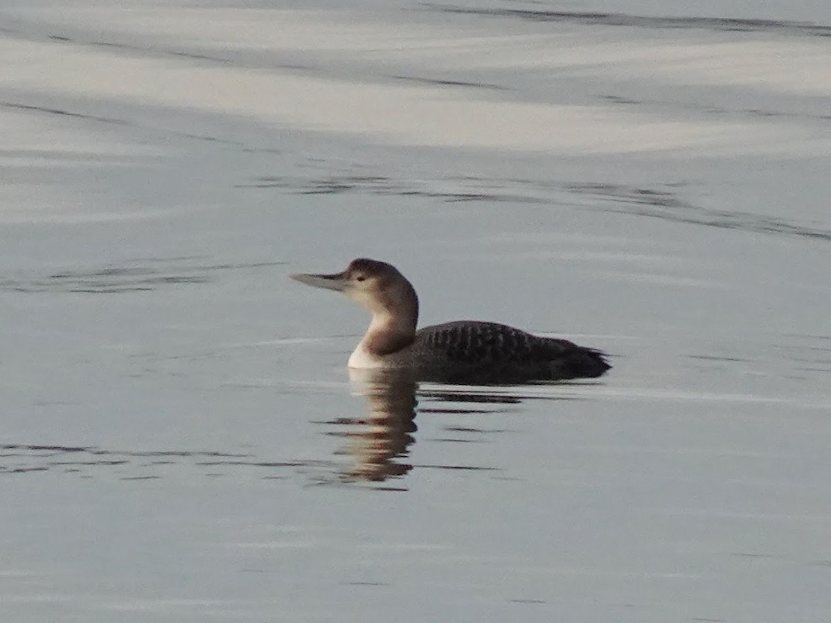 Yellow-billed Loon - ML632594642