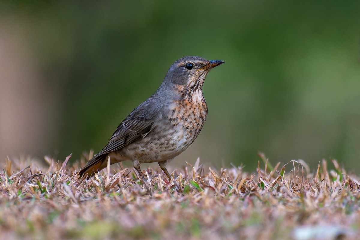 Red-throated Thrush - ML632594847