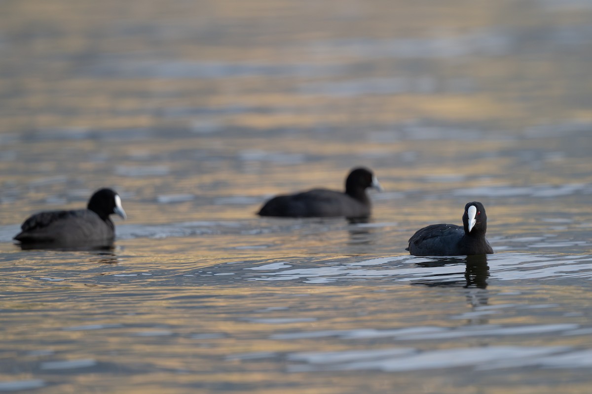 Eurasian Coot - ML632595025