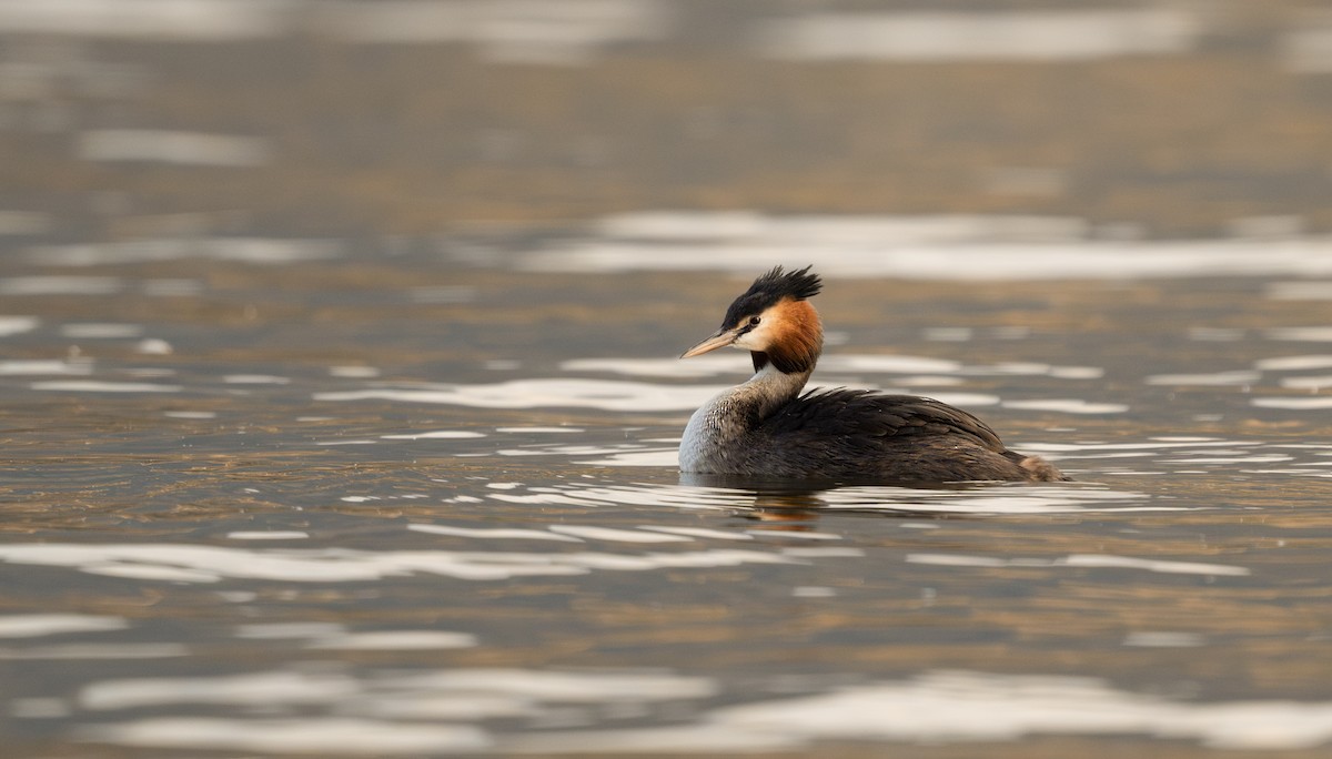 Great Crested Grebe - ML632595029