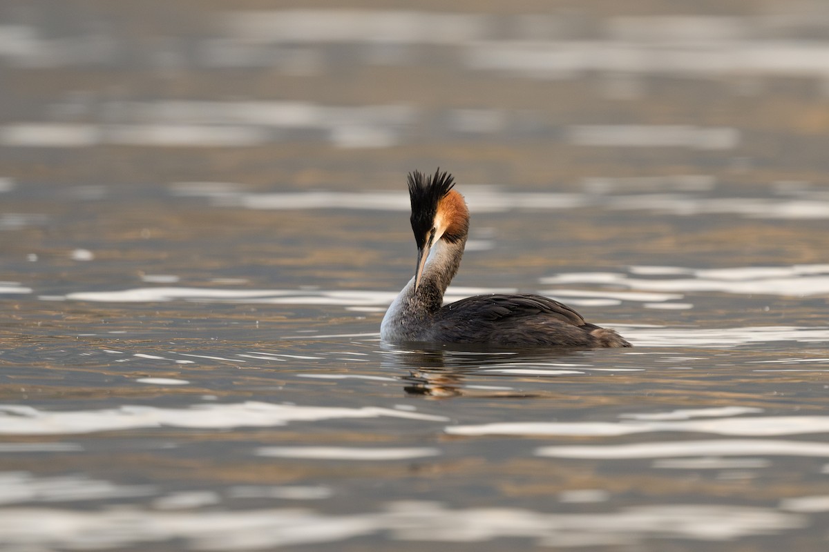 Great Crested Grebe - ML632595030