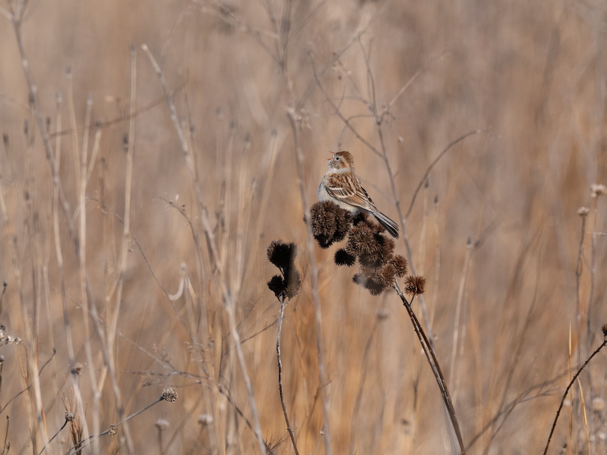 Field Sparrow - ML632595056
