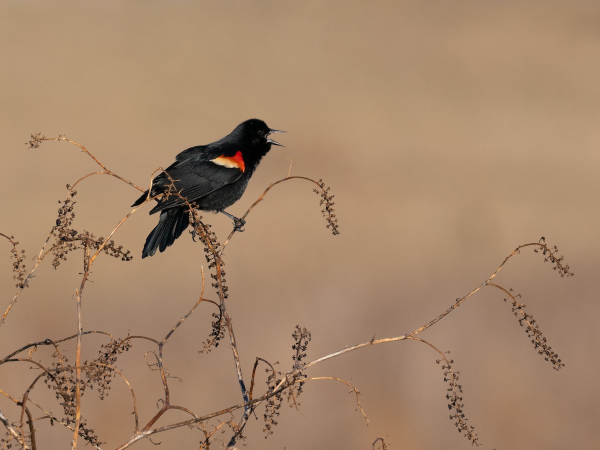 Red-winged Blackbird - ML632595058