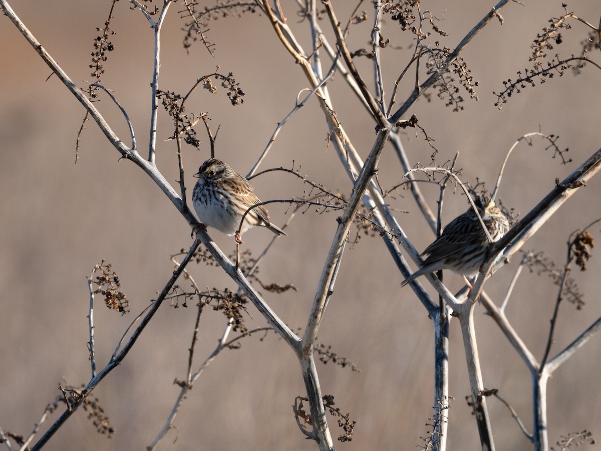Savannah Sparrow - ML632595059