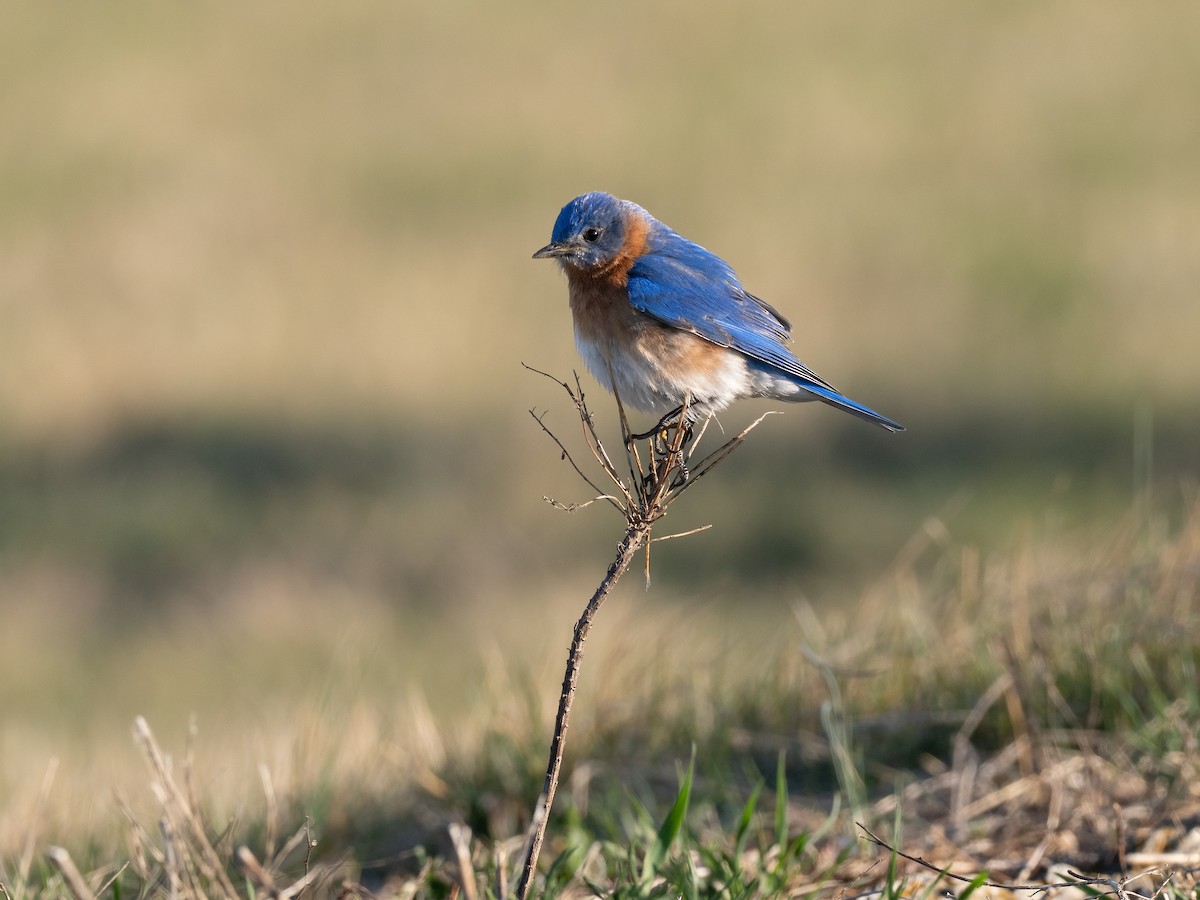 Eastern Bluebird - ML632595060