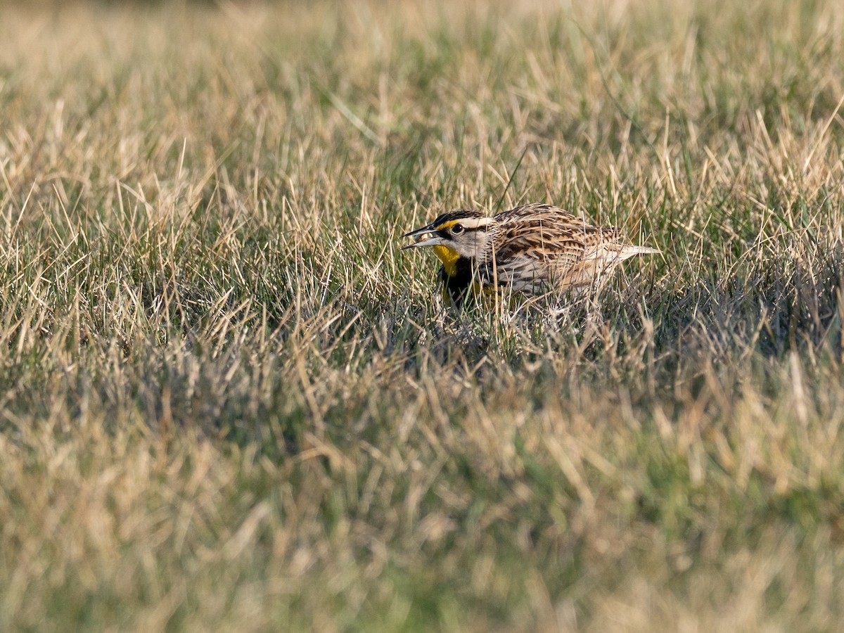 Eastern Meadowlark - ML632595061