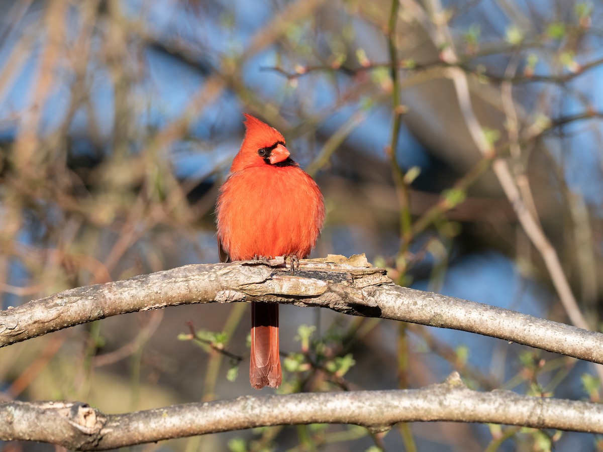 Northern Cardinal - ML632595062