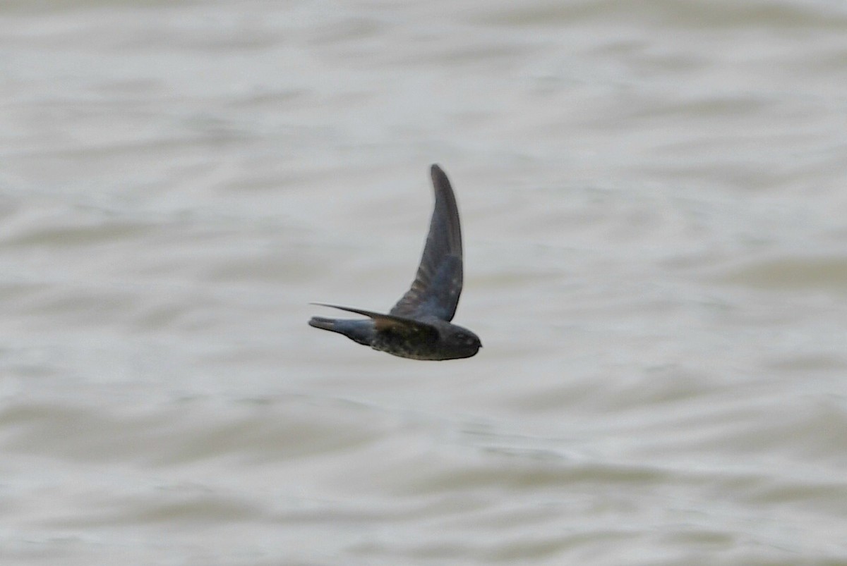 Ridgetop Swiftlet - ML632595268