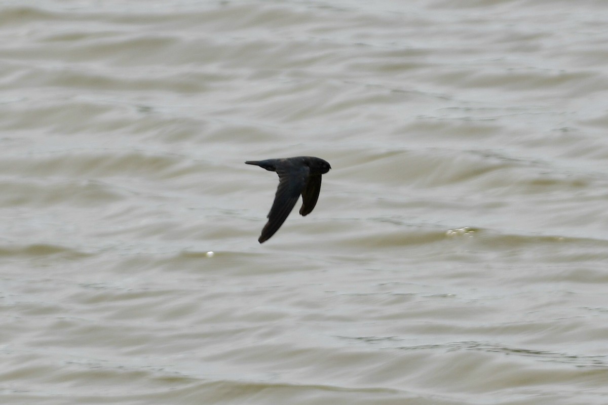 Ridgetop Swiftlet - ML632595269