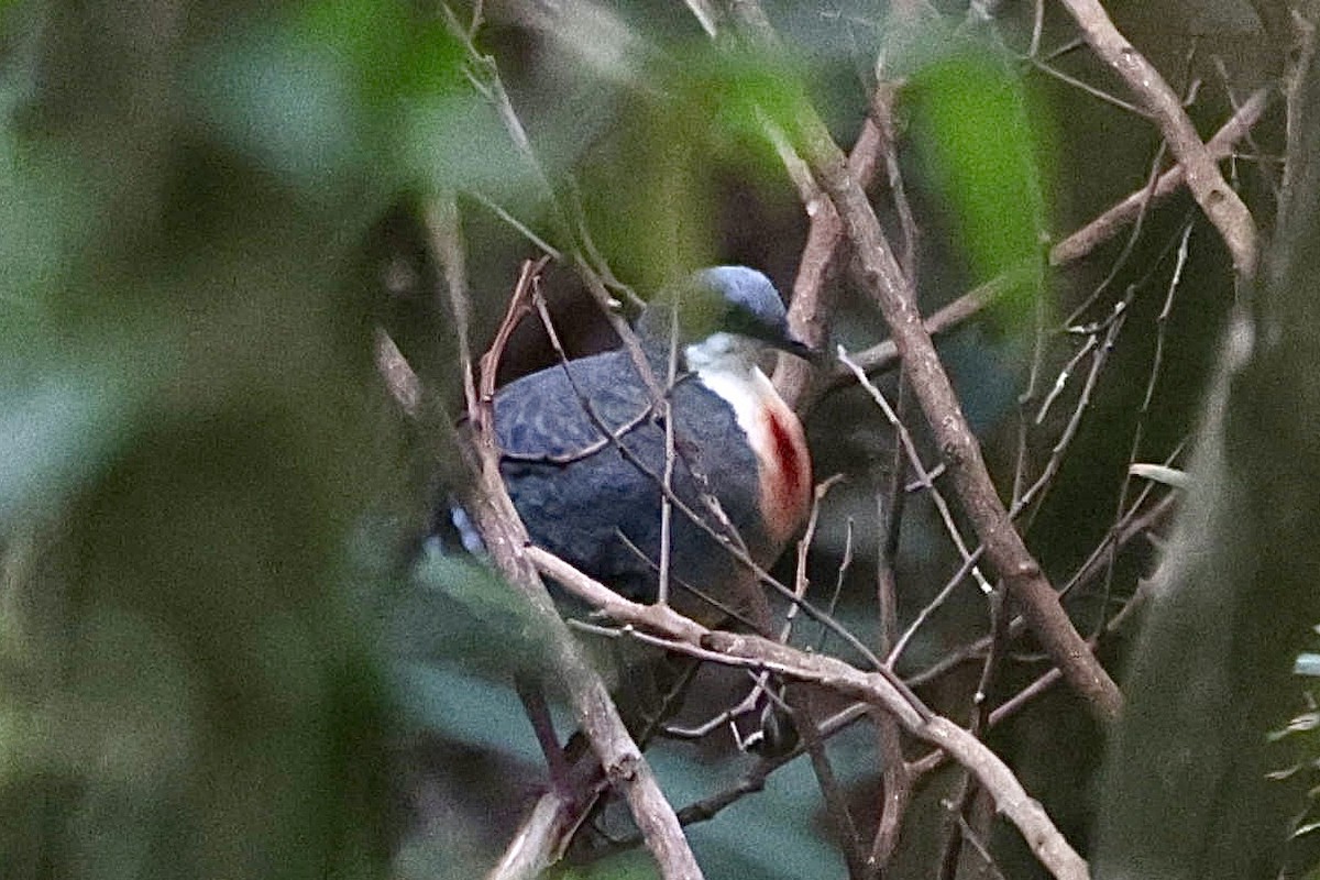 Luzon Bleeding-heart - ML632595292