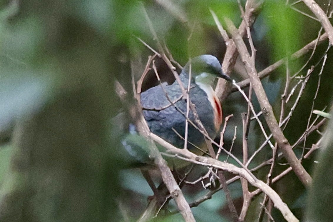 Luzon Bleeding-heart - ML632595293
