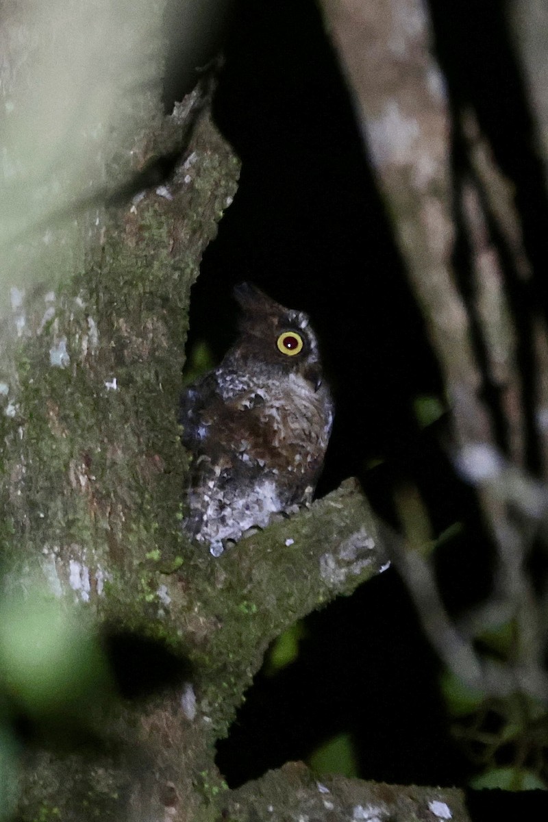 Luzon Scops-Owl - ML632595324