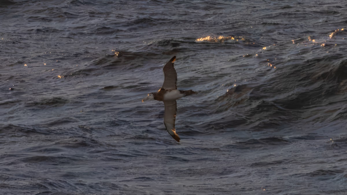 Antipodean Albatross (New Zealand) - ML632595358