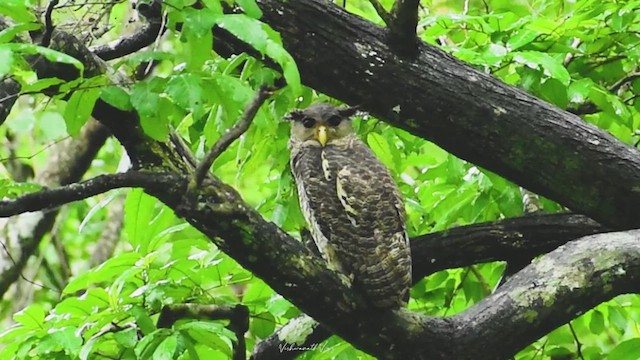 Spot-bellied Eagle-Owl - ML632595408
