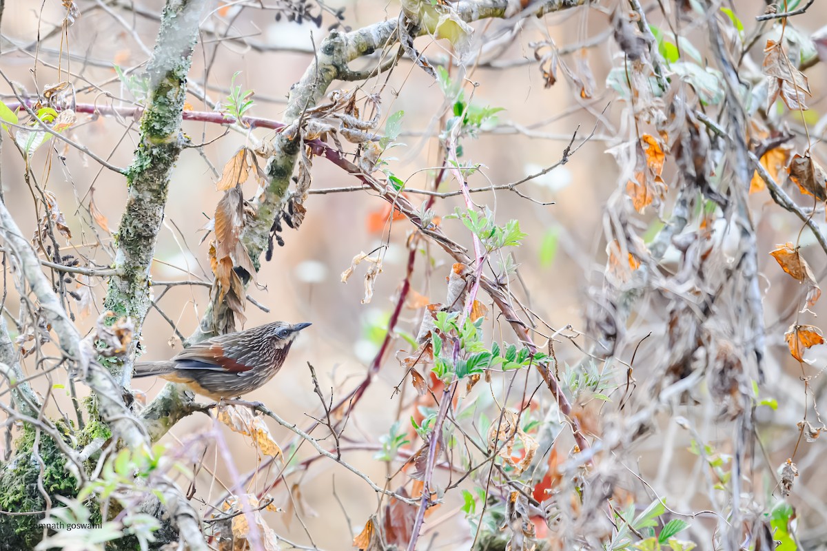 Striped Laughingthrush - ML632595468