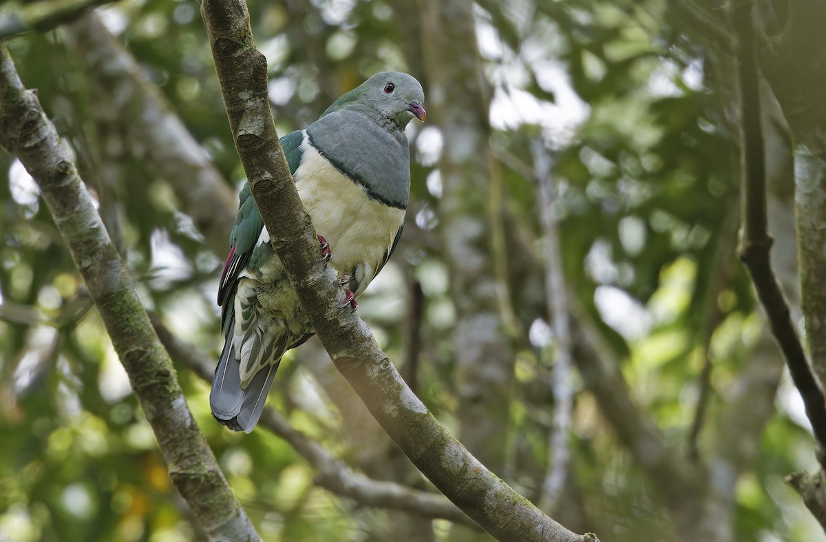 Cream-breasted Fruit-Dove - ML632595585