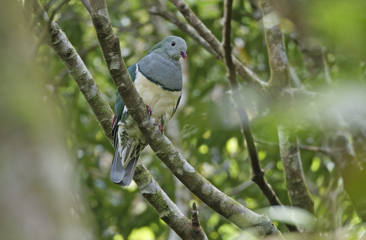 Cream-breasted Fruit-Dove - ML632595586