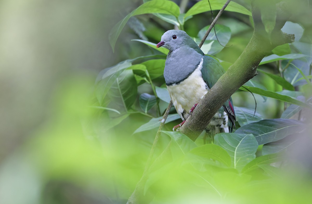 Cream-breasted Fruit-Dove - ML632595587