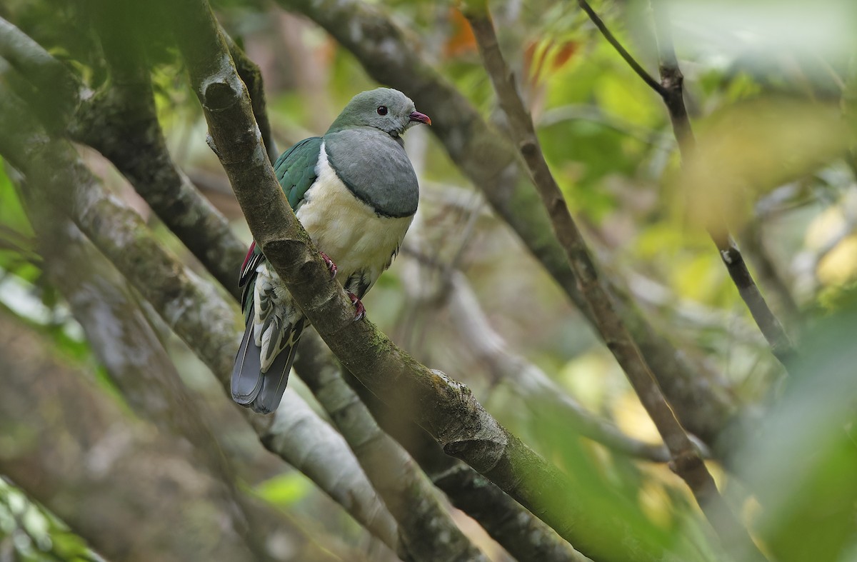 Cream-breasted Fruit-Dove - ML632595588